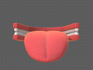 Teeth Cartoon V02 3D Model