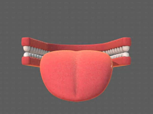 Teeth Cartoon V02 3D Model