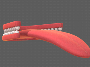Teeth Cartoon V02 3D Model