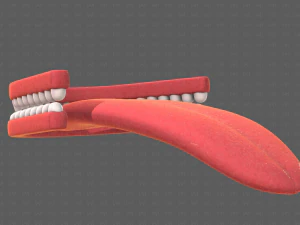 Teeth Cartoon V02 3D Model