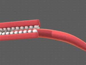 Teeth Cartoon V02 3D Model