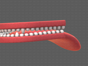 Teeth Cartoon V02 3D Model