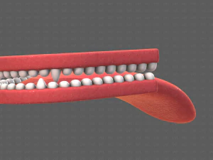 Teeth Cartoon V02 3D Model