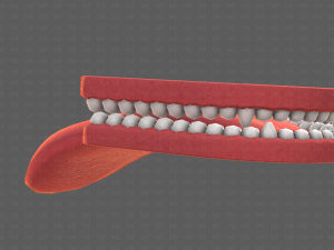 Teeth Cartoon V02 3D Model