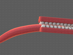 Teeth Cartoon V02 3D Model