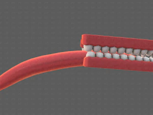 Teeth Cartoon V02 3D Model