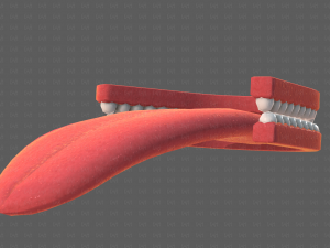 Teeth Cartoon V02 3D Model