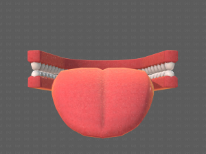 Teeth Cartoon V02 3D Model