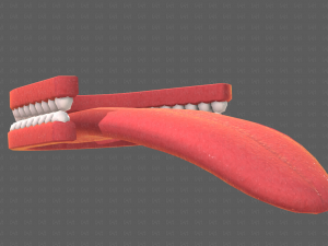 Teeth Cartoon V02 3D Model