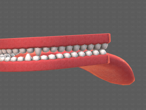 Teeth Cartoon V02 3D Model