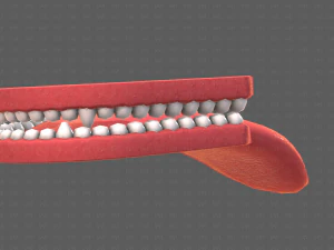Teeth Cartoon V02 3D Model