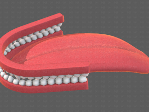 Teeth Cartoon V02 3D Model