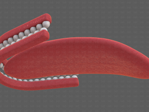 Teeth Cartoon V02 3D Model