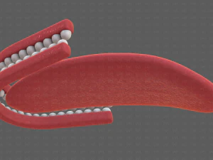 Teeth Cartoon V02 3D Model