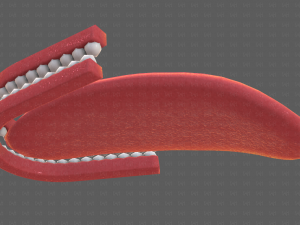 Teeth Cartoon V02 3D Model