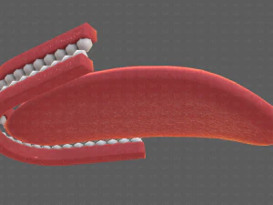 Teeth Cartoon V02 3D Model