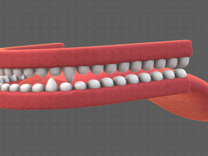 Teeth Cartoon V02 3D Model
