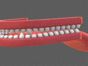 Teeth Cartoon V02 3D Model