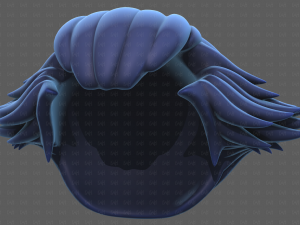 Base Hair for Boy V57 Model 3D