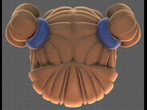 Base Hair for girl V57 3D Model