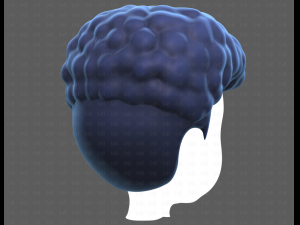 Base Hair for Boy V58 Modèle 3D