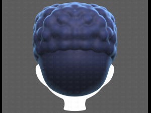 Base Hair for Boy V58 Modèle 3D