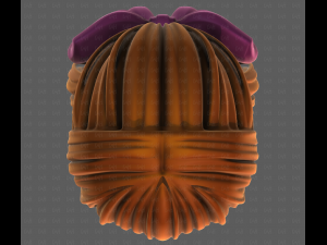 3D Hair style for girl V118 3D-Modell