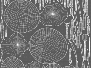 Trees Cartoon V51 3D Model