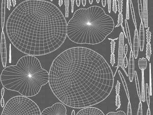 Trees Cartoon V51 3D Model