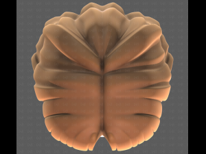 Base Hair for girl V60 3D Model