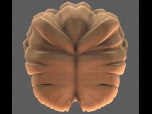 Base Hair for girl V60 3D Model