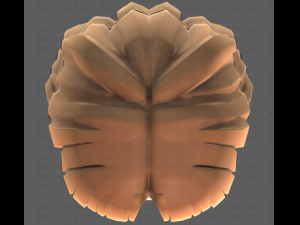 Base Hair for girl V60 3D Model