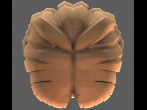 Base Hair for girl V60 3D Model