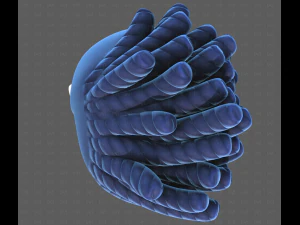 Base Hair for Boy V62 3D Model
