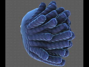 Base Hair for Boy V62 3D Model