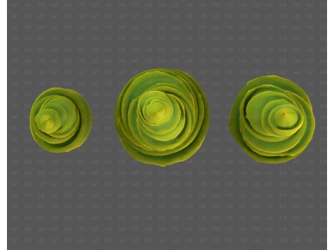 Trees Cartoon V64 3D Model