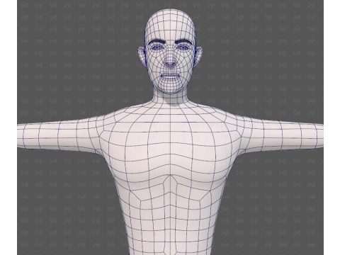 Base mesh man character V27 3D Model