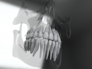 model teeth with jaw and facial skeleton full quality Modello di stampa 3D