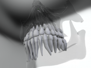 model teeth with jaw and facial skeleton full quality Modello di stampa 3D