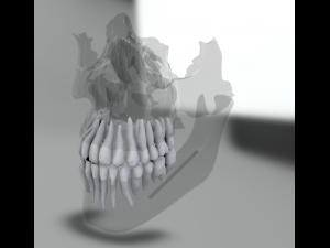 model teeth with jaw and facial skeleton full quality Modello di stampa 3D