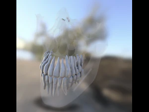 model teeth with jaw and facial skeleton full quality 3D Print Model