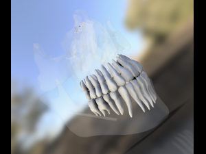 model teeth with jaw and facial skeleton full quality Modello di stampa 3D