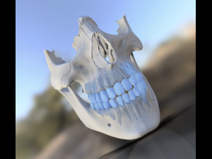 model teeth with jaw and facial skeleton full quality Modello di stampa 3D