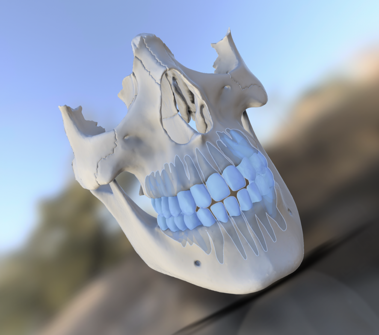 Model teeth with jaw and facial skeleton full quality 3D Model in