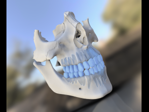model teeth with jaw and facial skeleton full quality Modello di stampa 3D
