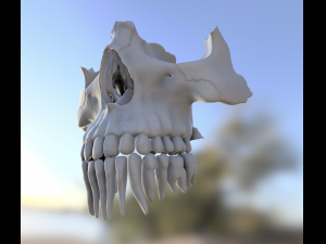 model teeth with jaw and facial skeleton full quality Modello di stampa 3D