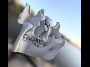 model teeth with jaw and facial skeleton full quality Modello di stampa 3D