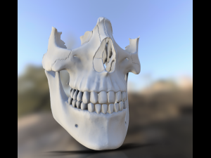 model teeth with jaw and facial skeleton full quality Modello di stampa 3D