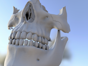 model teeth with jaw and facial skeleton full quality Modello di stampa 3D