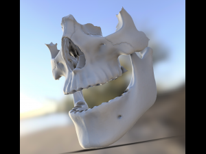 model teeth with jaw and facial skeleton full quality Modello di stampa 3D